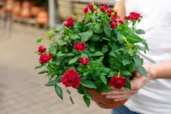 Plantarea trandafirilor
