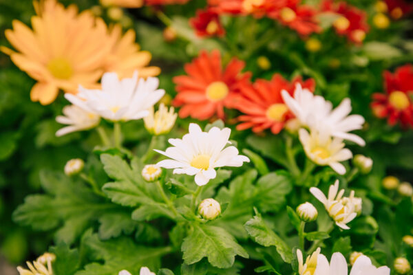 10 sfaturi esențiale pentru îngrijirea florilor perene care rezistă vara