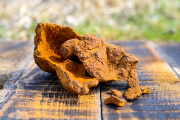 Ciuperca Chaga: Remediul natural pentru imunitate